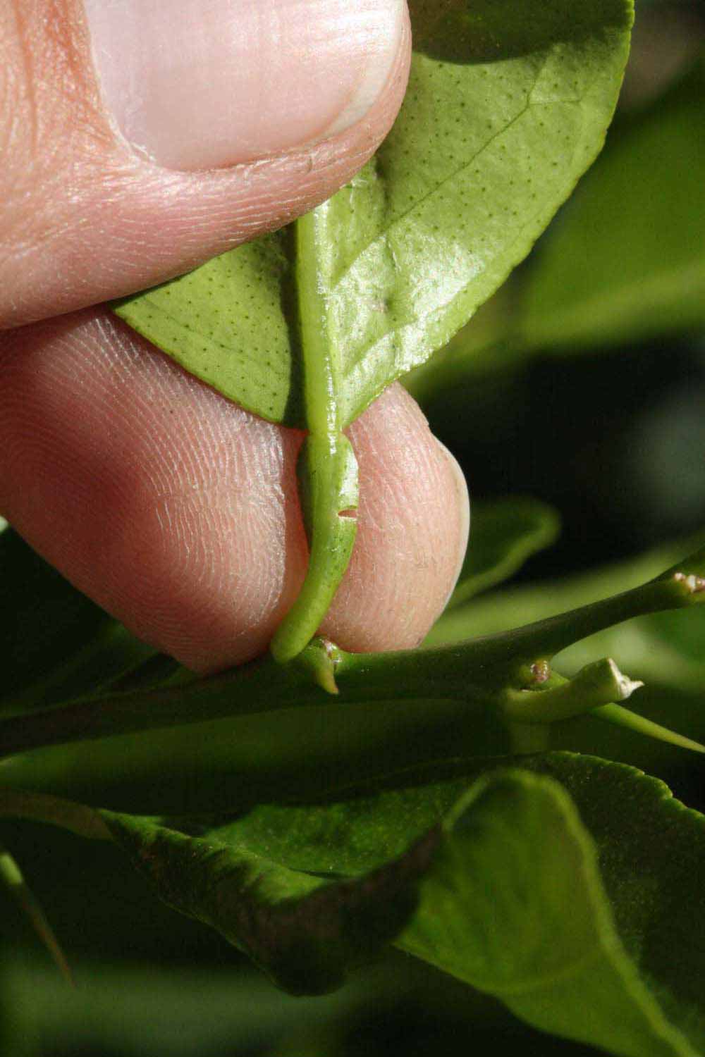            Petiole (Riverside, CA)   